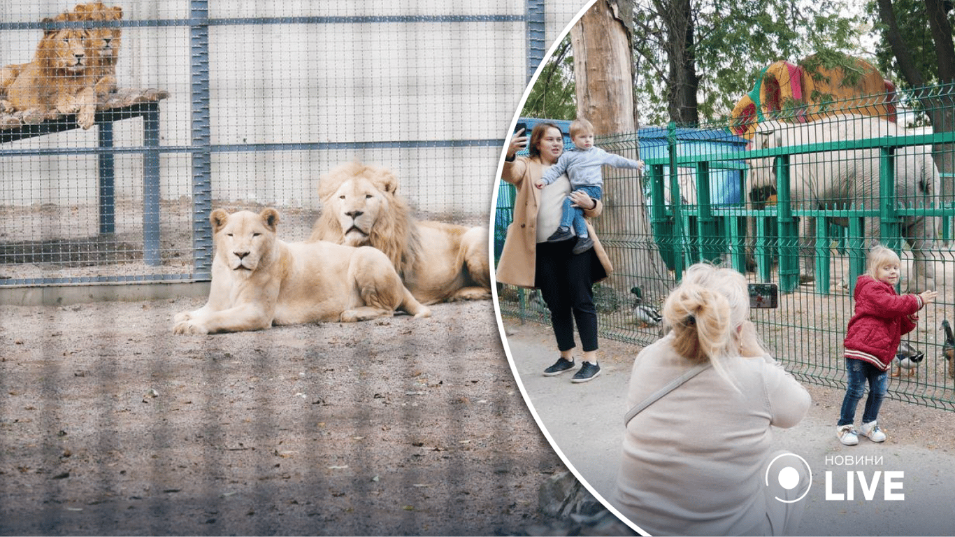 Казак, Мико и Победа: в Одесском зоопарке выбирают имена для новорожденных жителей