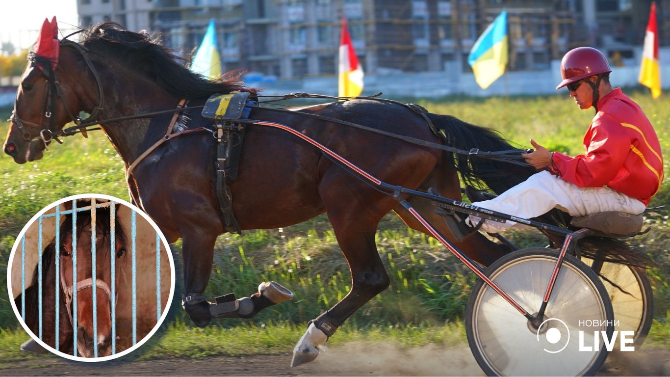 Жорстоке вбивство коня в Одесі: що відбувається на одеському іподромі