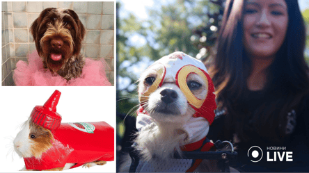 Пес-губка и свинка-кетчуп: в сети показали курьезные фото домашних животных в костюмах на Хэллоуин - 285x160