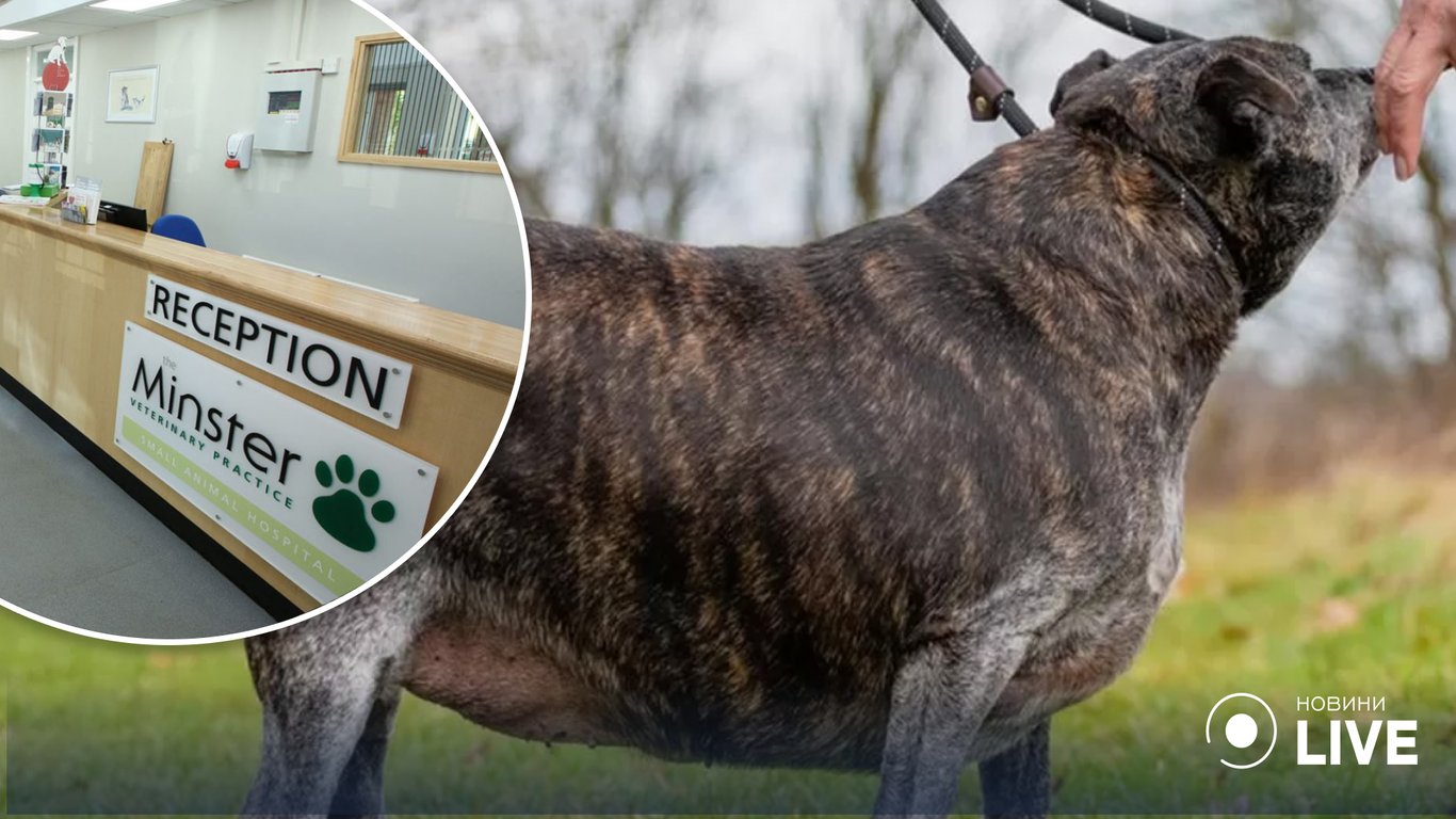 Британська собака схудла на 17 кілограмів та знайшла нових власників