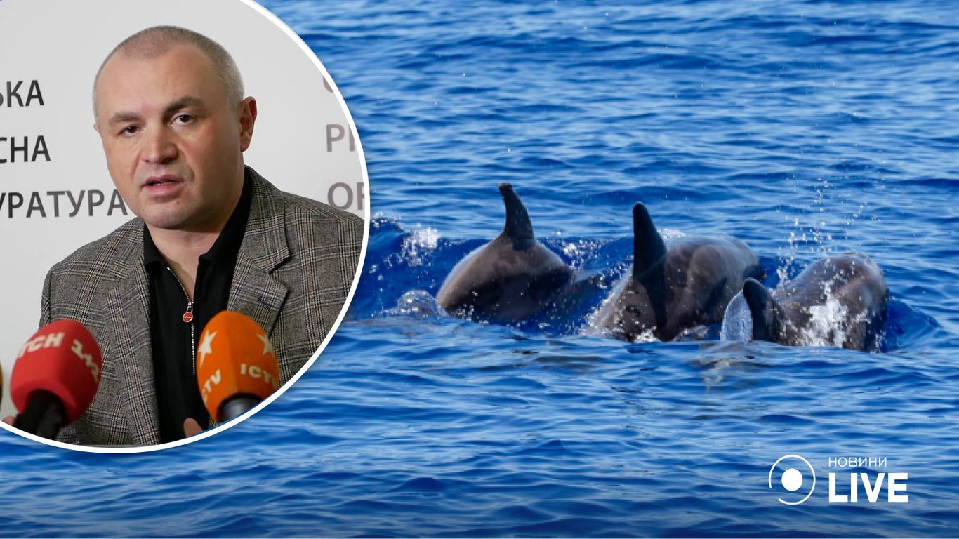 В Одесской области обнаружили почти сотню погибших из-за войны черноморских дельфинов