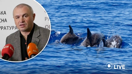 На Одещині виявили майже сотню загиблих через війну чорноморських дельфінів - 285x160