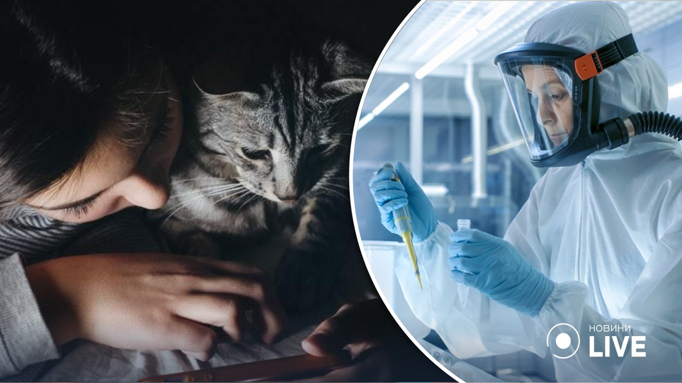 Вчені розповіли про небезпечний вірус, що атакує котів та може загрожувати людям