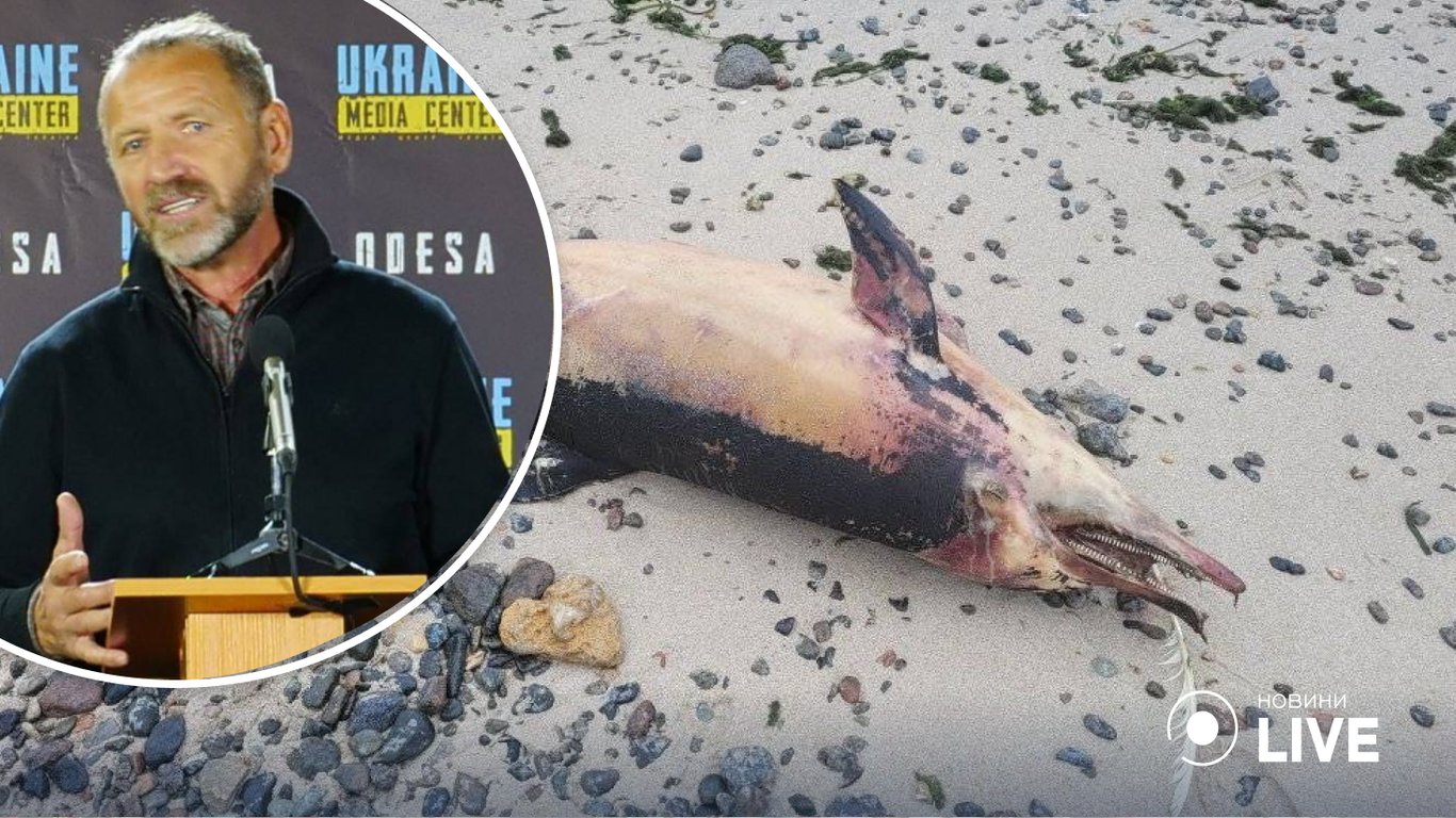 Чому в Чорному морі масово гинуть дельфіни: висновки еколога
