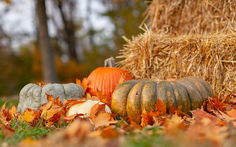 Народні прикмети та традиції на 10 жовтня