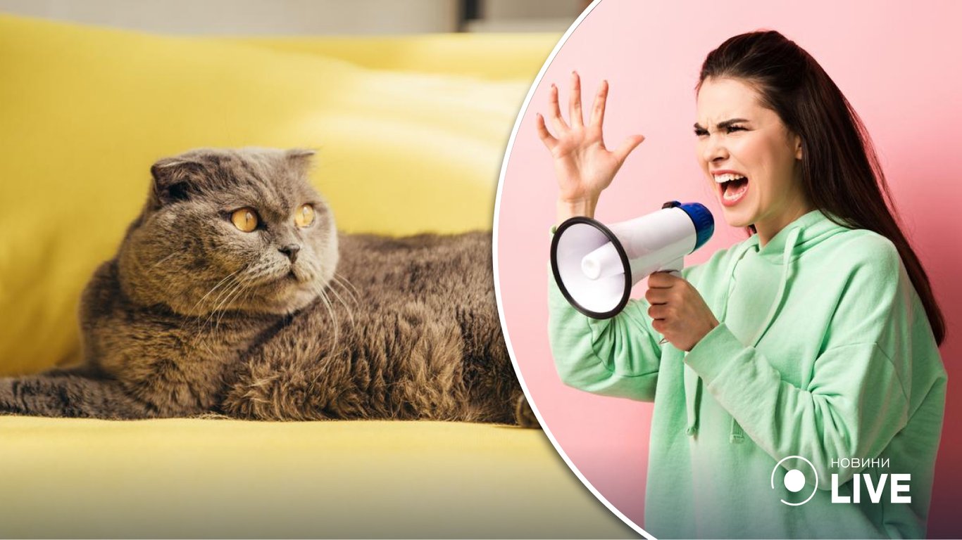 Коти нас розуміють, але їм байдуже: вчені розповіли про нове дослідження