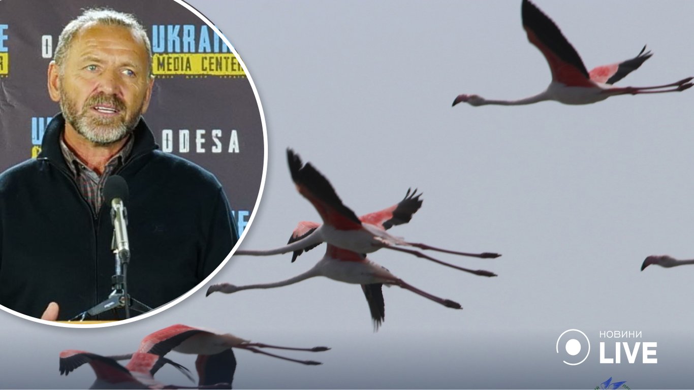 Редкие фламинго снова прилетели в Одесскую область на отдых