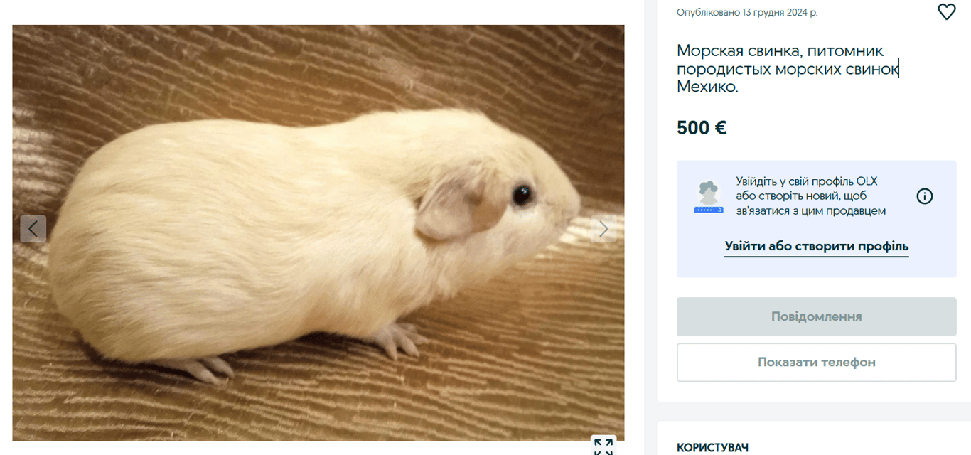 Не всем по карману — сколько стоят животные элитных пород на OLX - фото 4