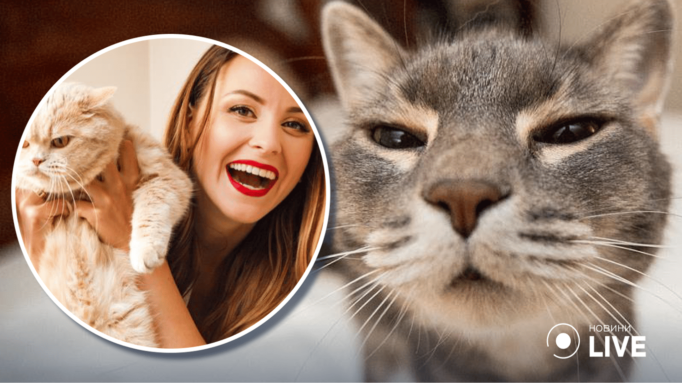 10 курьезных фото котов, сделанных в неудачный момент