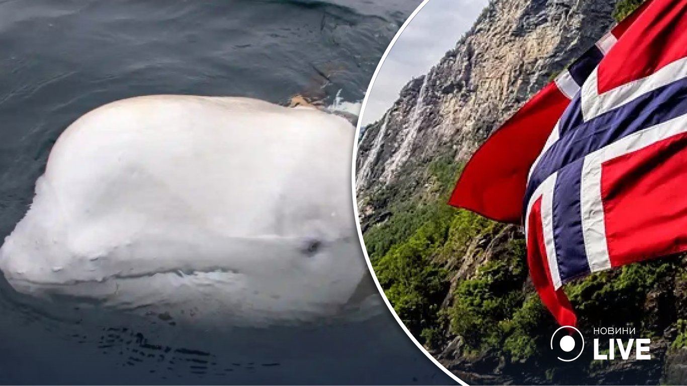 Норвегія надасть притулок російському киту-шпигуну