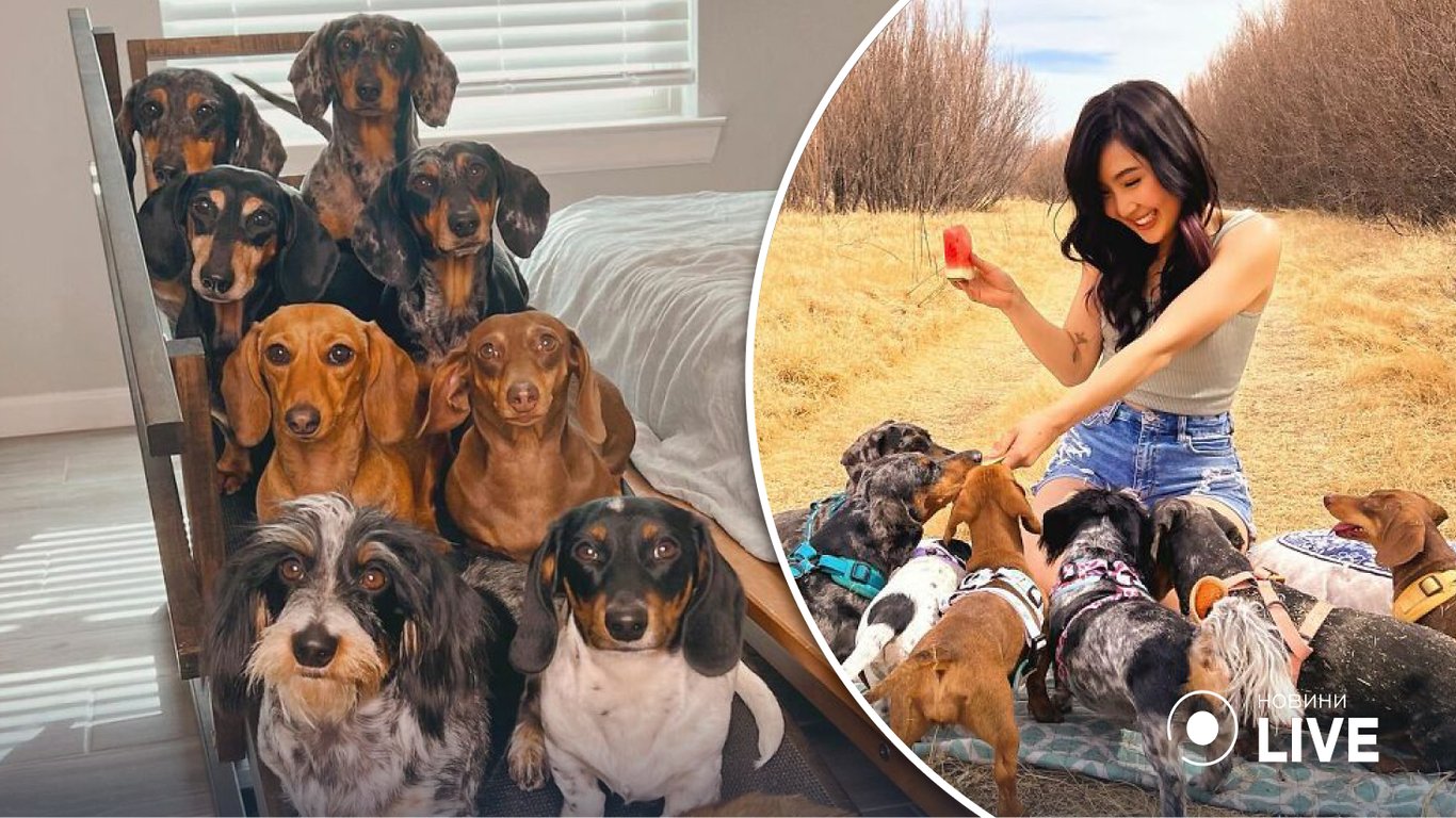 Как выглядит жизнь с восемью собаками и котом — курьезные фото