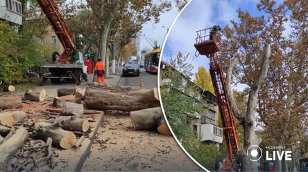 Одесские коммунальщики срезают аварийные деревья и заготавливают дрова - 285x160