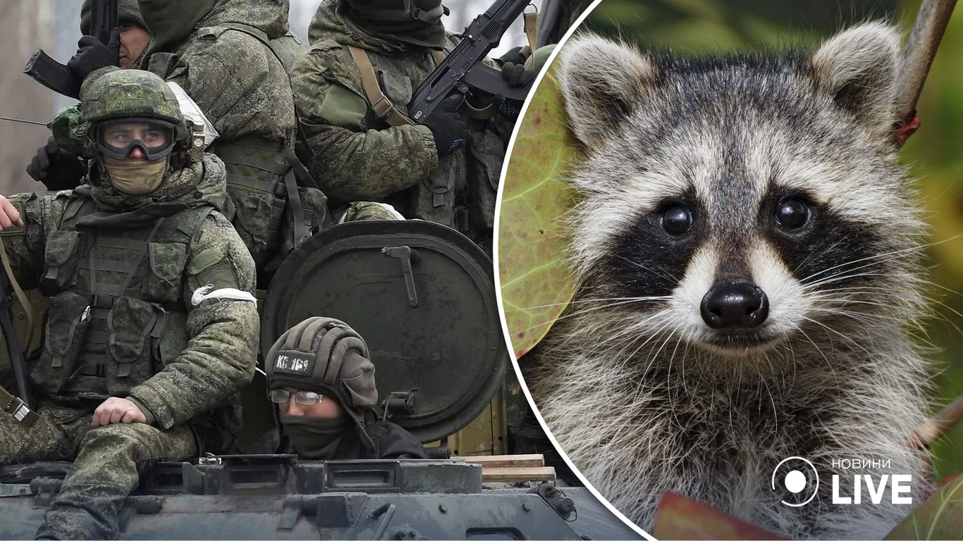 Животные - россияне похитили из херсонского зоопарка енота - видео и мемы