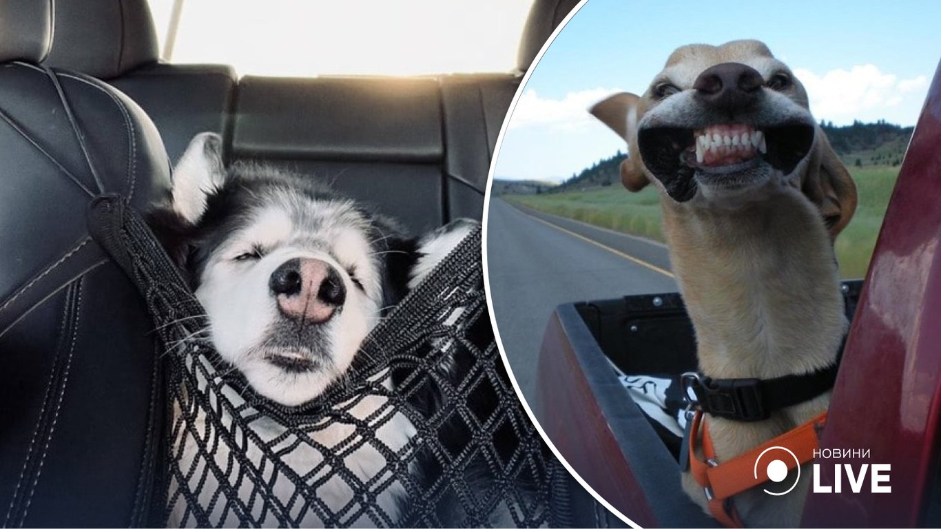 15 курьезных фото собак, обожающих поездки в машине