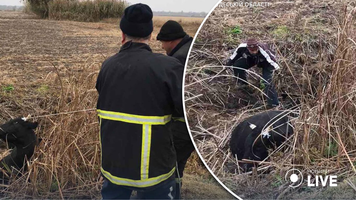 Одесские спасатели вытащили корову из болотной ловушки