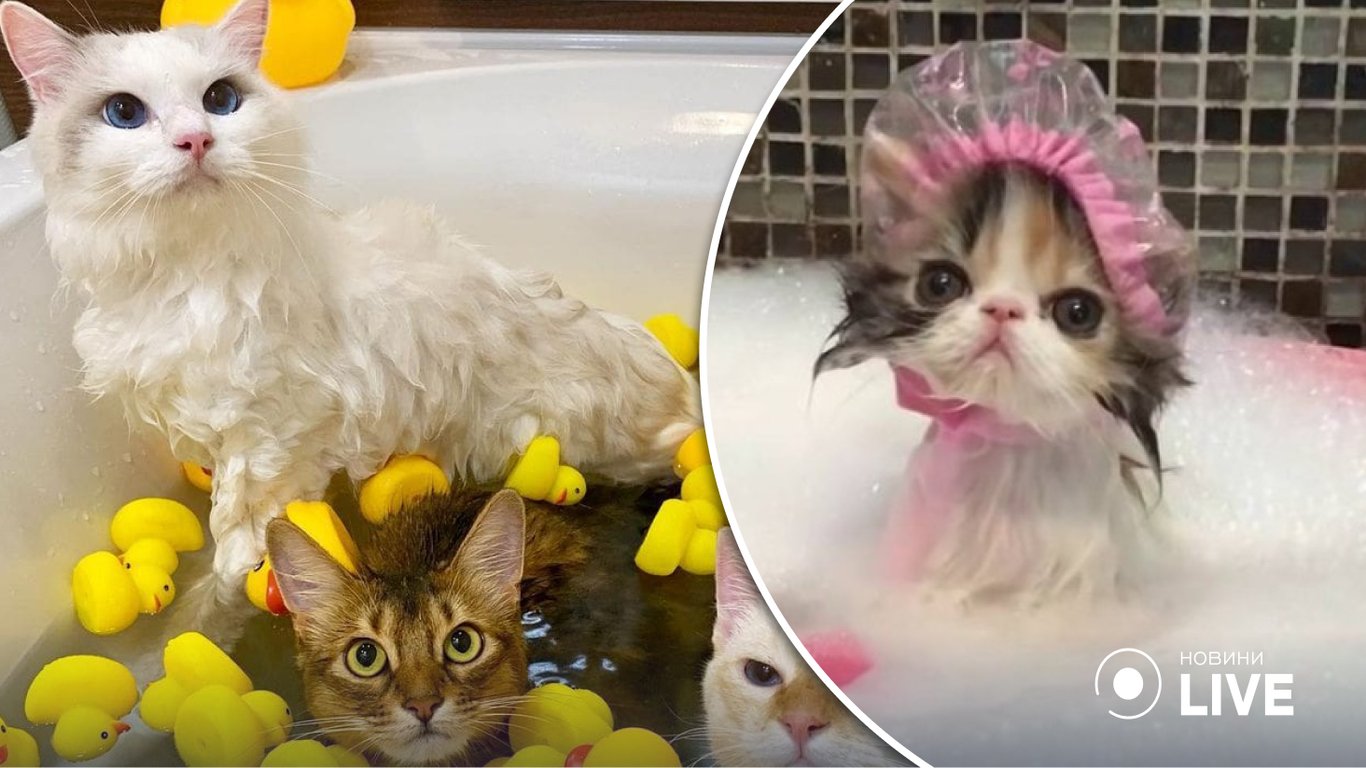 Курьезные фото кошек, неожиданно полюбивших водные процедуры