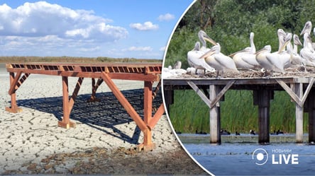 В Одесской области построили платформу для гнездования кудрявых пеликанов - 285x160