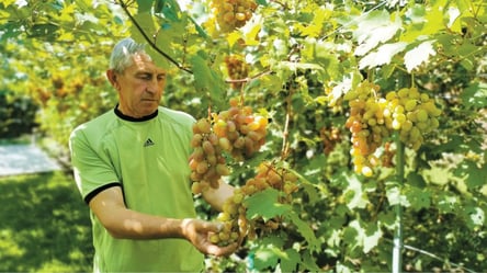 Соковитий виноград збиратимете відрами: чим підживити рослину влітку - 285x160