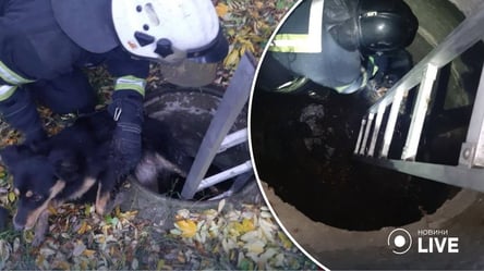 Одесские спасатели сохранили жизнь щенку: как это было - 285x160