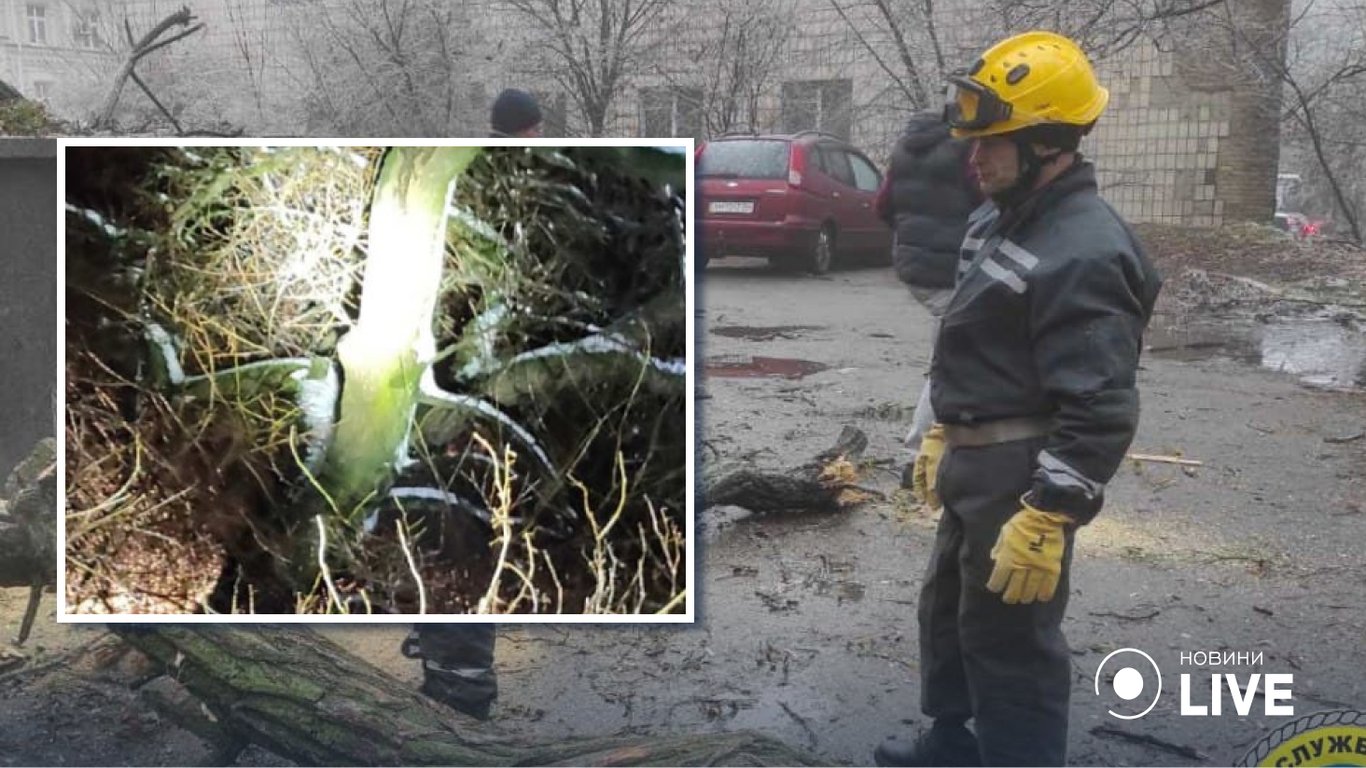 Непогода в Киеве повалила сотни деревьев: в каких районах больше всего