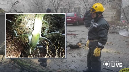 Негода у Києві повалила сотні дерев: у яких районах найбільше - 285x160