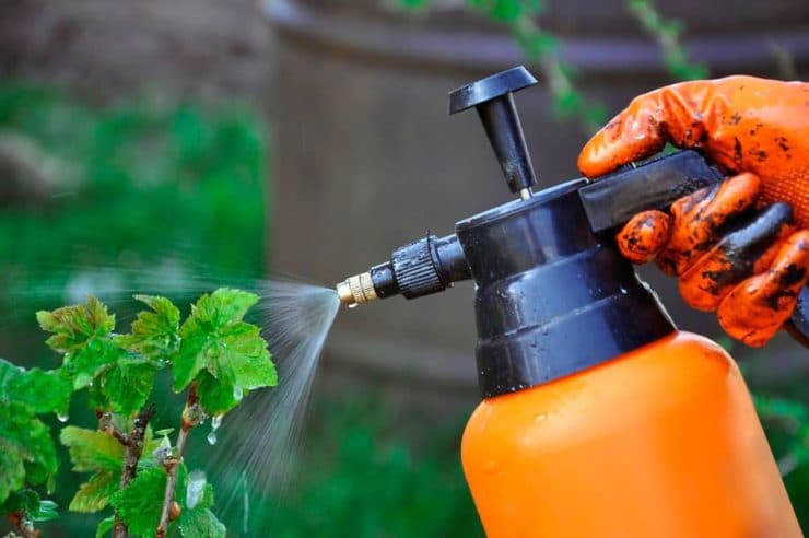 Опрыскивание смородины
