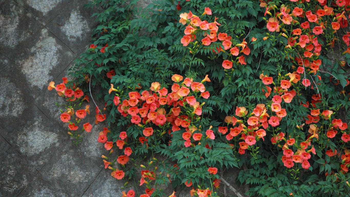 Кущ текоми.