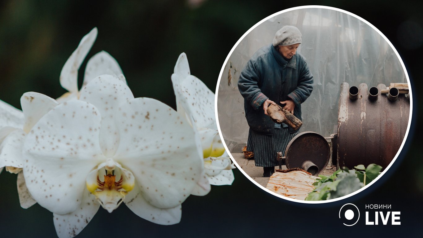 Замерзшие, но несломленные: киевский ботсад греет свои орхидеи "буржуйками" - 250x140