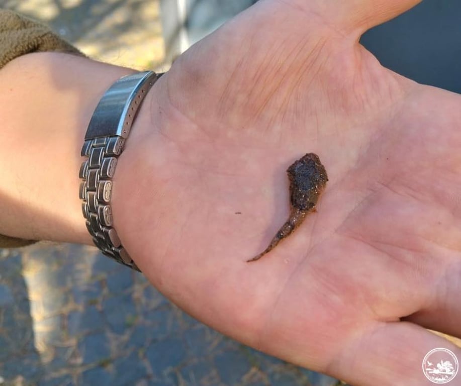 Заповідник у Чорнобилі