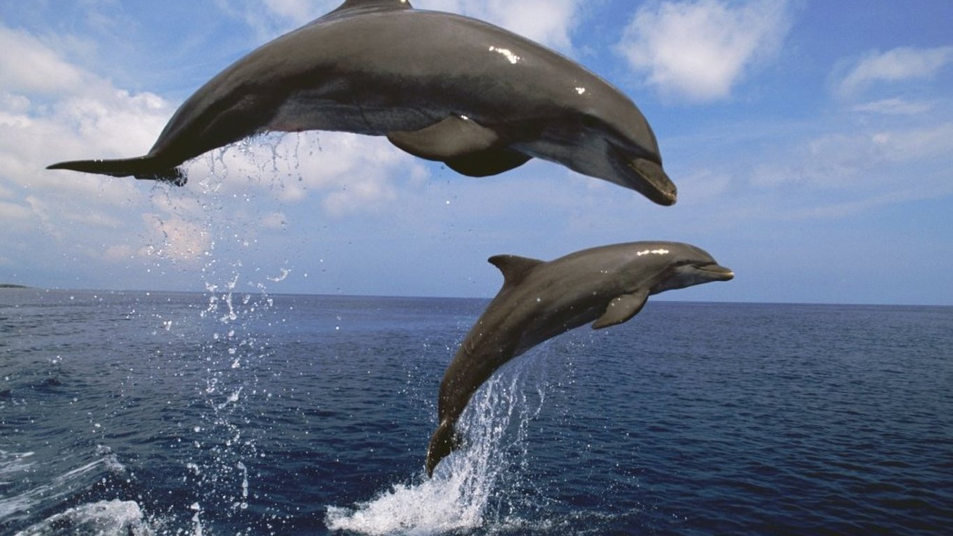 Російська агресія вбила близько 50 тисяч дельфінів у Чорному морі