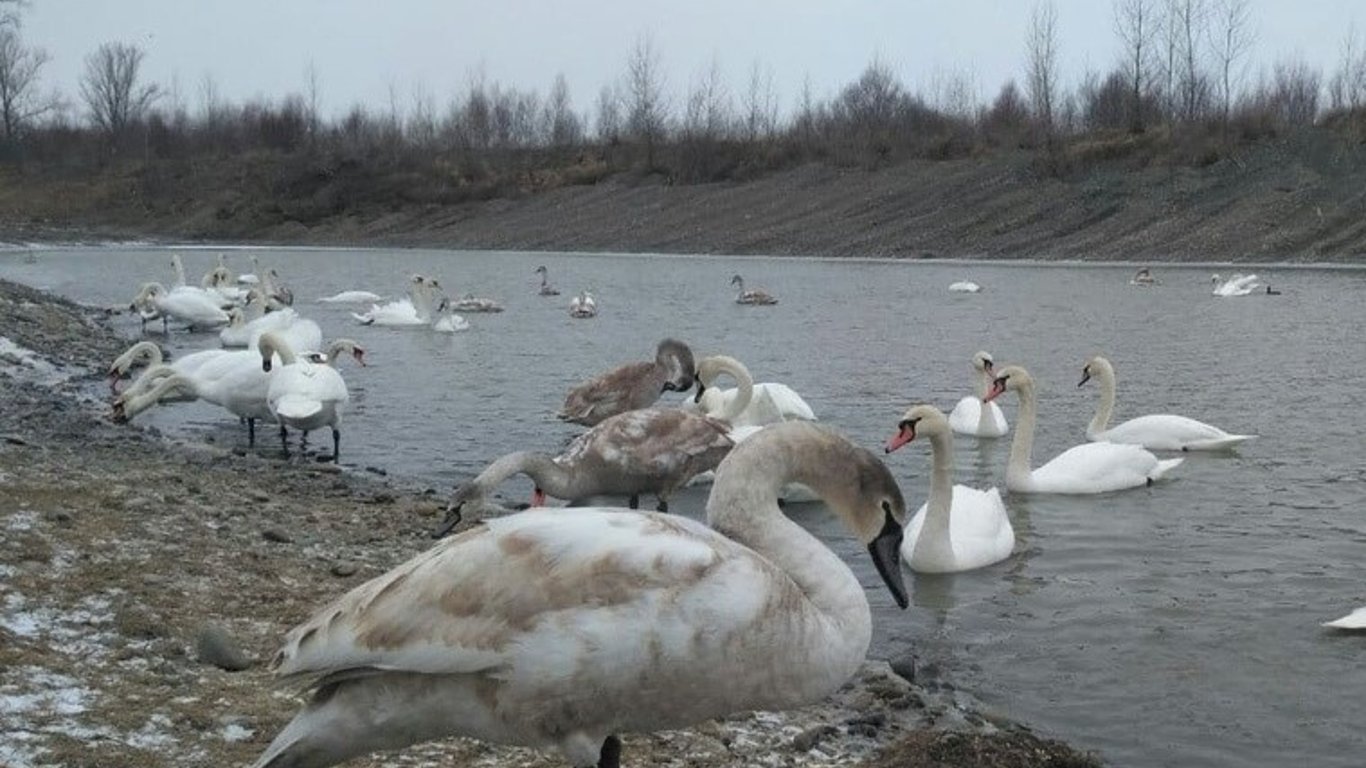 Российские захватчики расстреливают краснокнижных лебедей