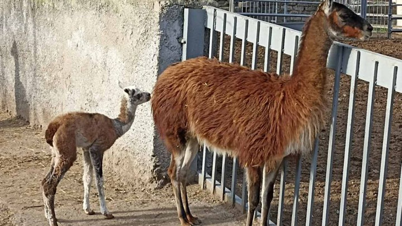 В Одеському зоопарку поповнення: хто цей новий мешканець
