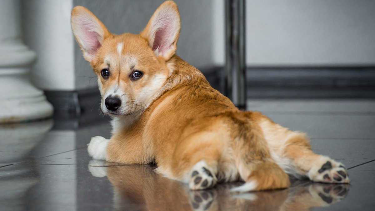 Для кого підходять коргі — собака-компаньйон