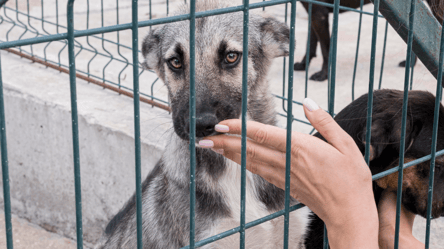 На Одещині планують збудувати притулок для тварин — подробиці - 290x166