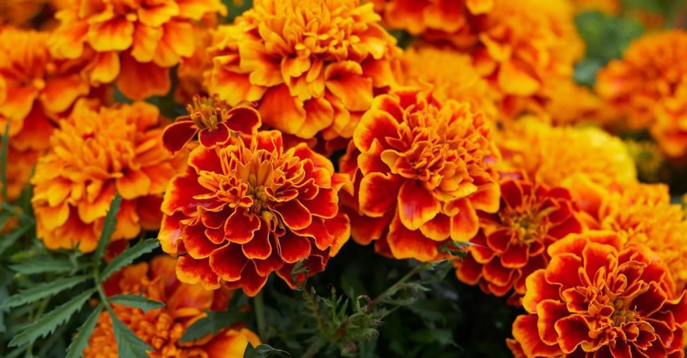 Як доглядати за чорнобривцями у відкритому ґрунті