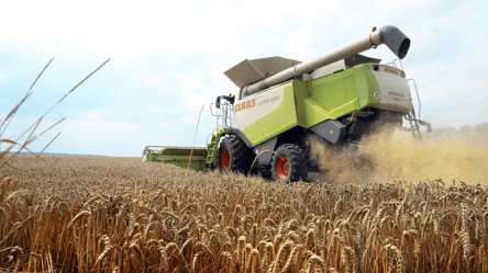 Пшениця не дорожчає — що відбувається з цінами на початку зими - 290x160