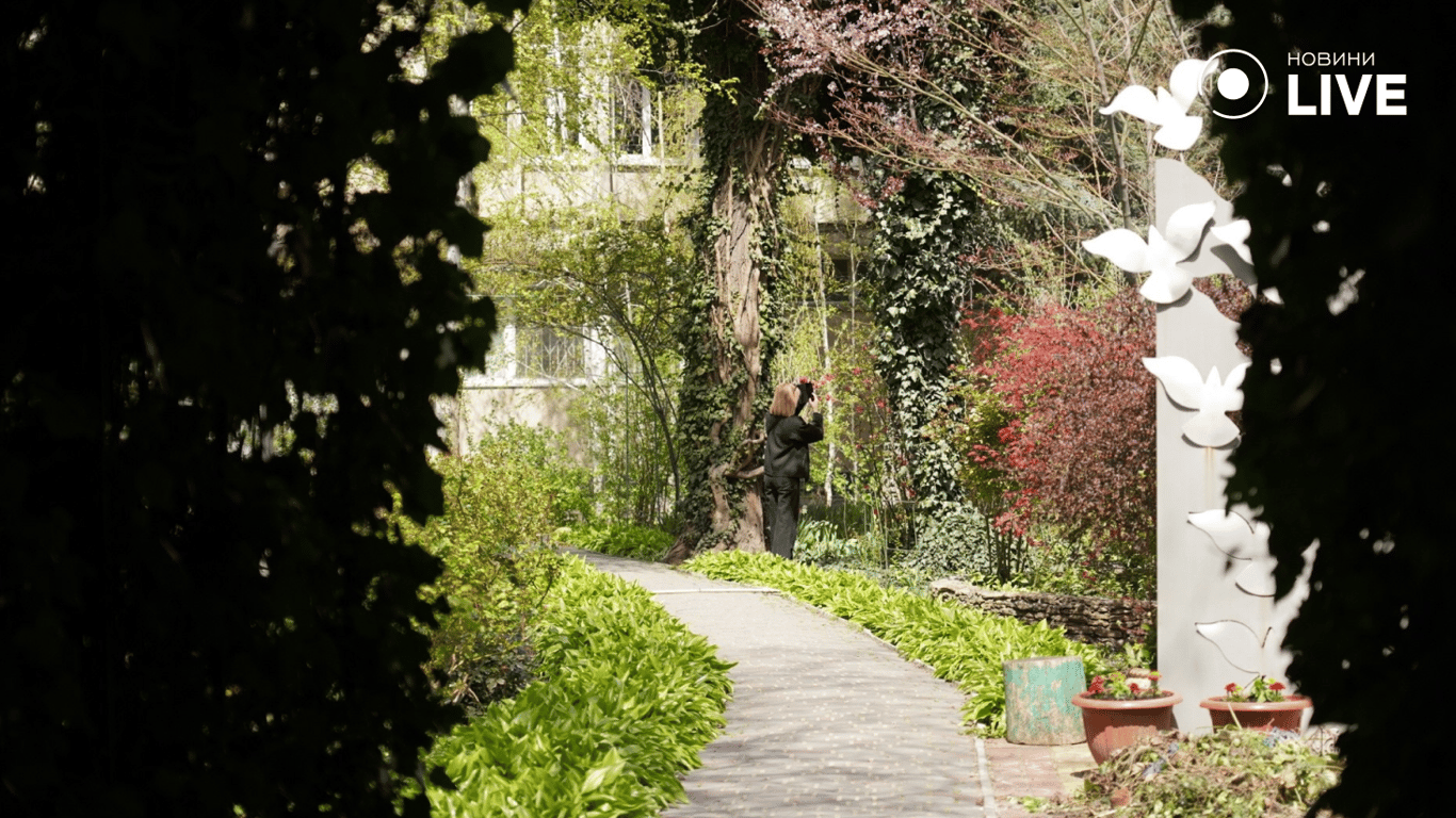 В Одесі зацвіла магнолія
