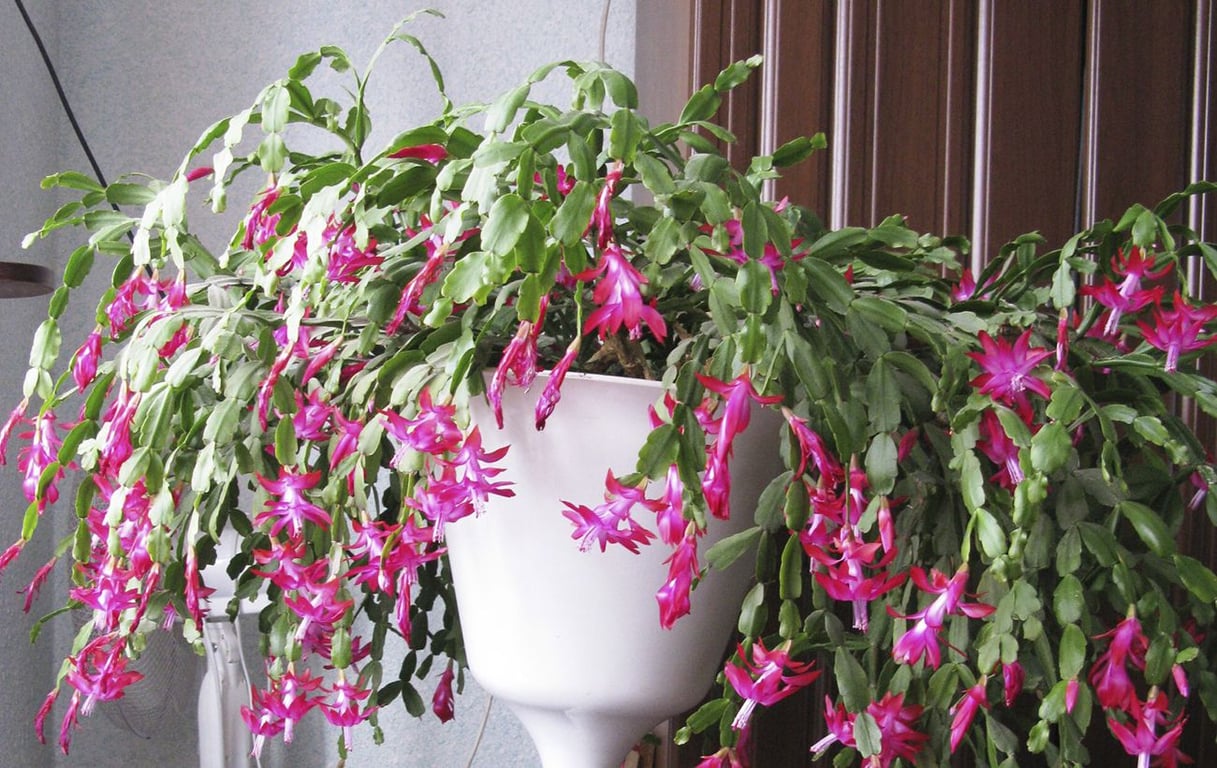 Яркий молочай в горшке