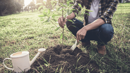 Какие деревья и кусты нельзя сажать осенью — советы садоводам - 285x160