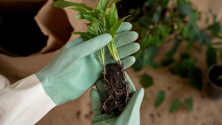 Пікірування розсади — як впливає на врожай - 285x160