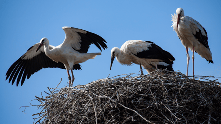 Куди летять лелеки на зиму з України — пояснення ветеринара - 285x160