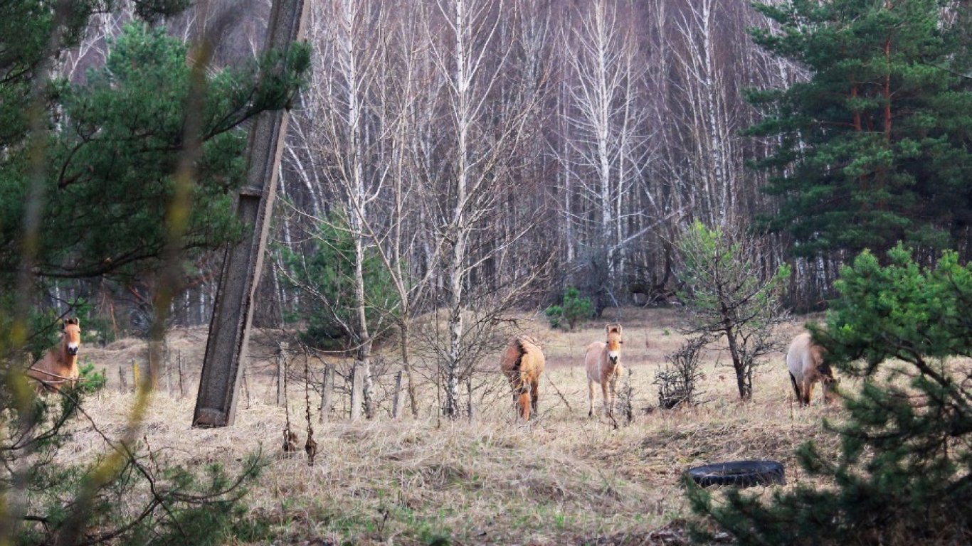 У Чорнобильській зоні помітили родину рідкісних коней із лошам