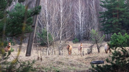 У Чорнобильській зоні помітили родину рідкісних коней із лошам - 285x160
