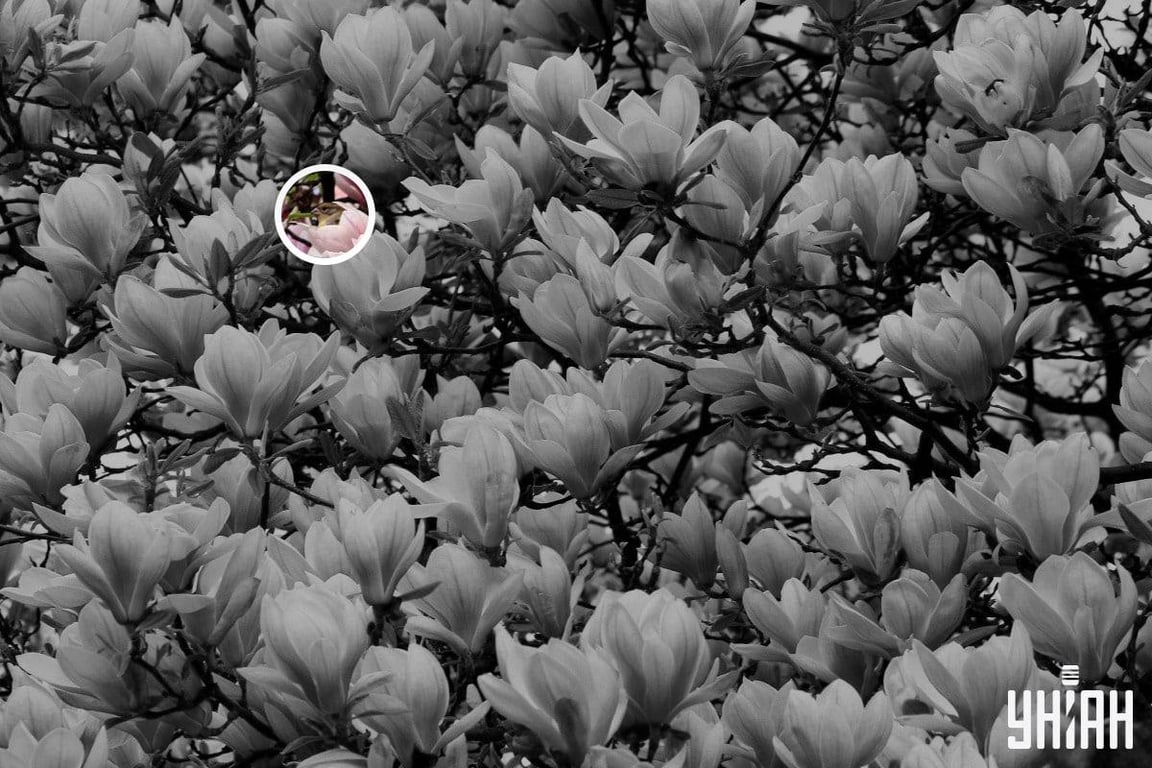 Правильный ответ на оптическую иллюзию