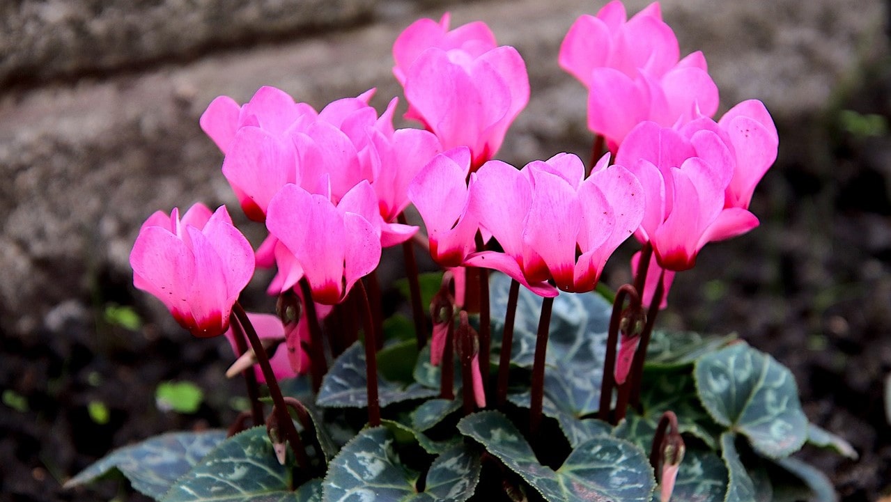 Поспішіть прикрасити сад — які квіти посадити у вересні