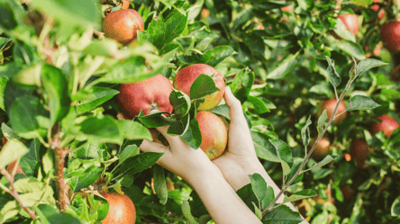Серпневе підживлення яблуні — як це правильно робити, щоб зібрати гарний врожай - 285x160