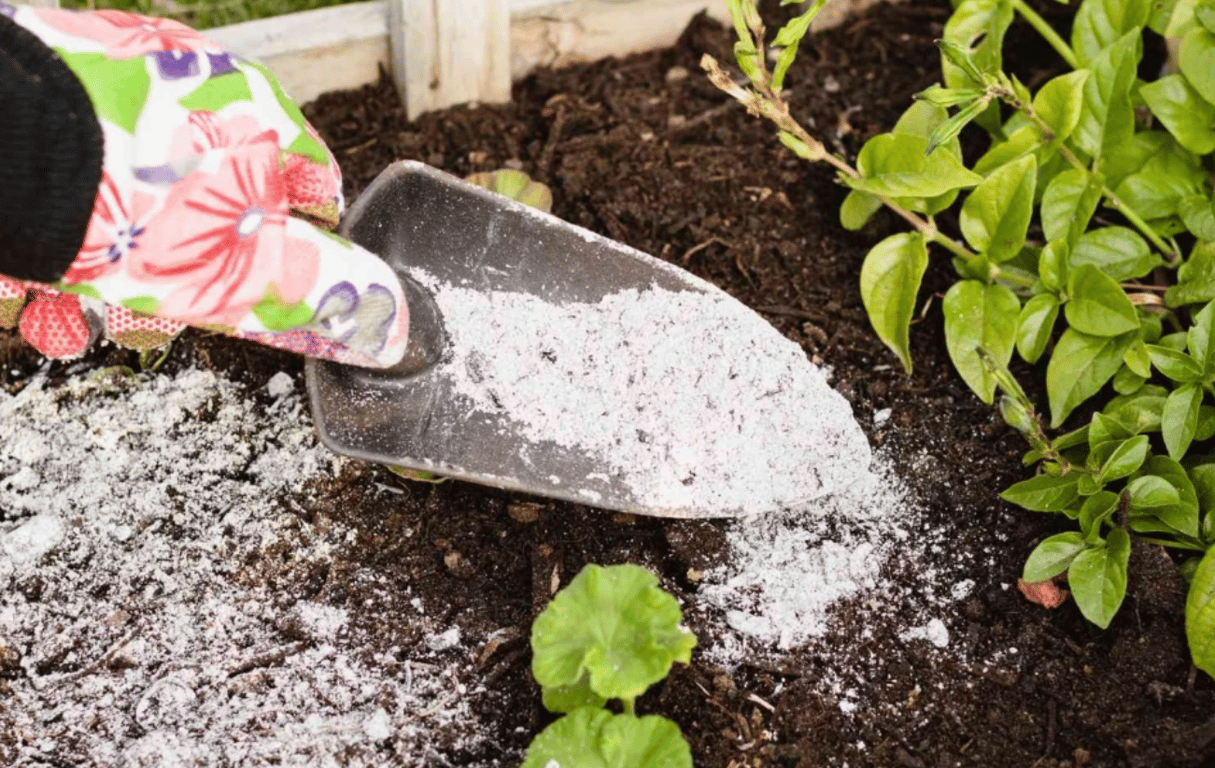 Подкормка растений древесной золой