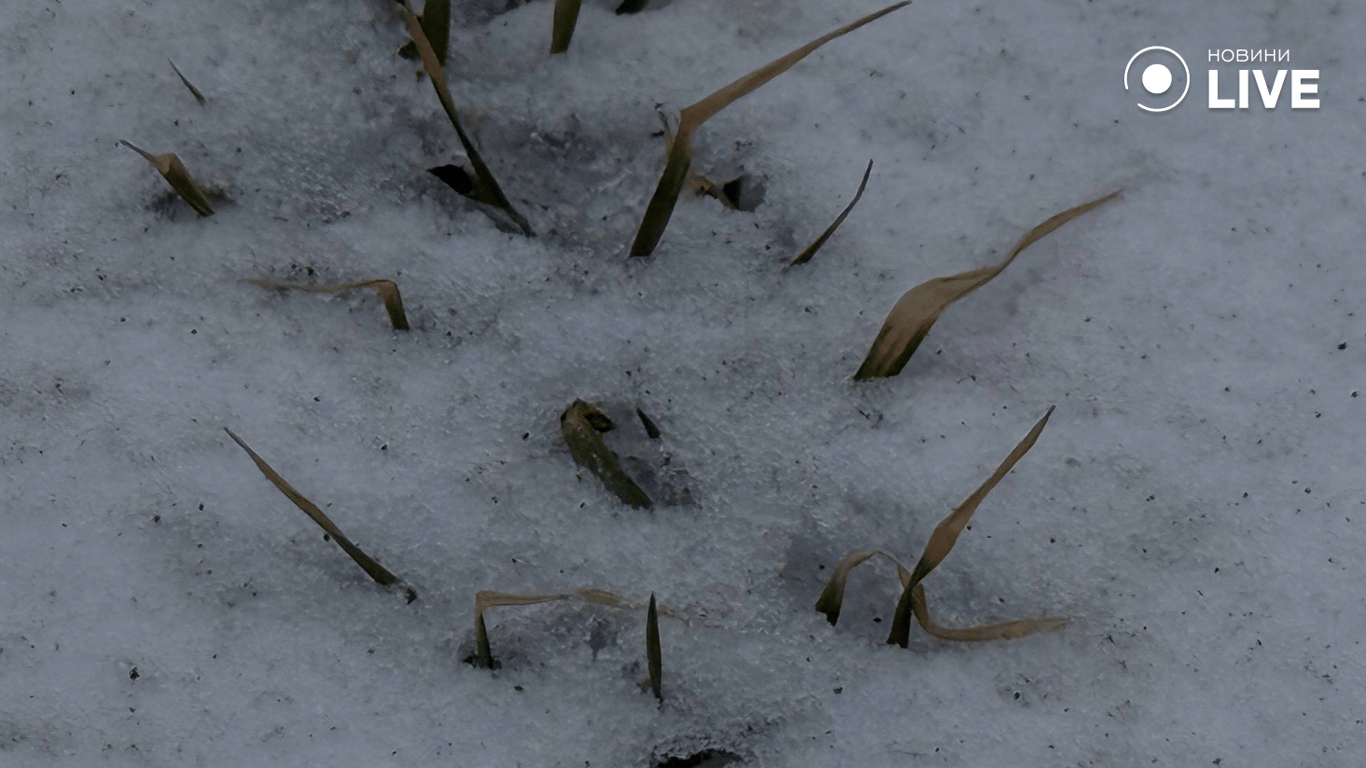 Виснажений ґрунт та зледеніння – чи буде врожай на Одещині у 2026 - фото 4