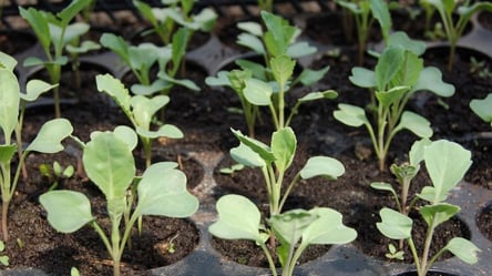 Сприятливі дні для посіву капусти — врожай зросте в рази - 285x160