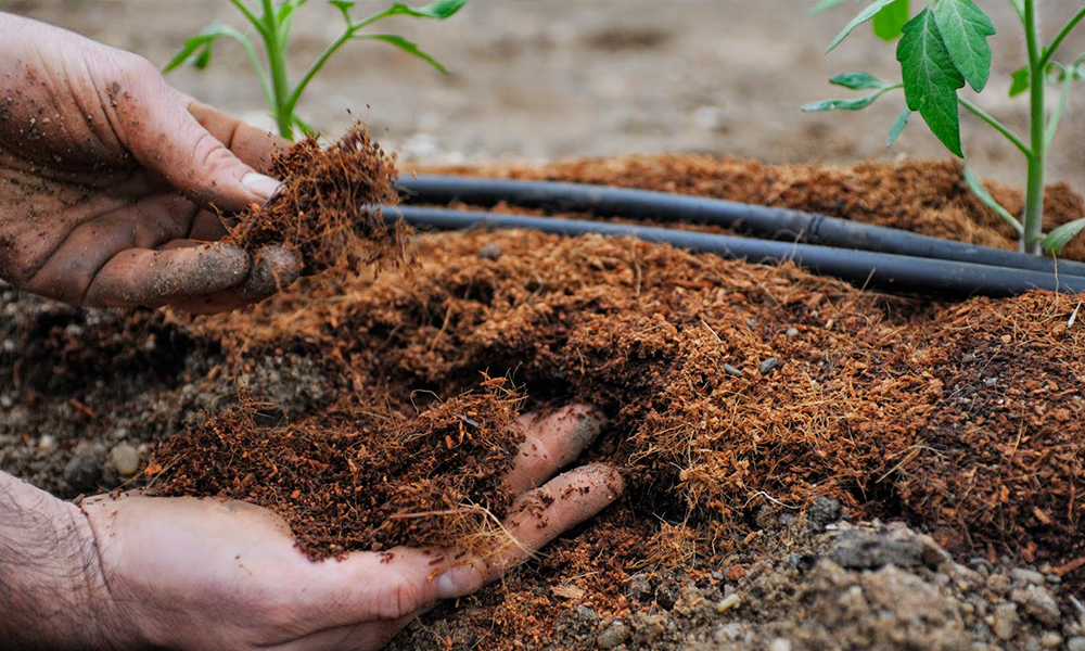 Перегній на грядці.